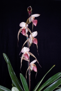 Paphiopedilum Lady Isabel Angel HCC/AOS 79 pts. Whole inflorescence